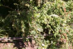Spiraea prunifolia pseudoprunifolia