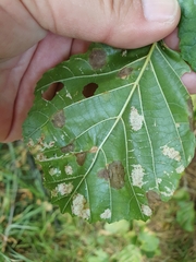 Acalitus brevitarsus