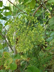 Peucedanum palustre
