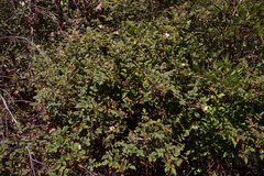 Rubus croceacanthus