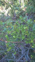 Chrysojasminum fruticans