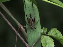 Nisitrus malaya