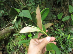 Marcgraviaceae