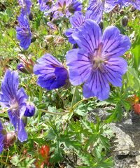 Geranium gymnocaulon