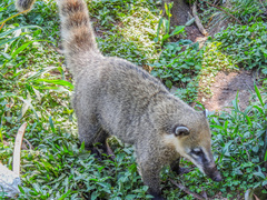 Nasua nasua