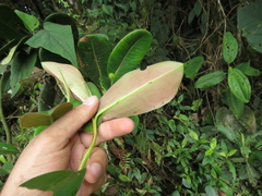 Marcgraviaceae