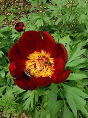 Paeonia peregrina