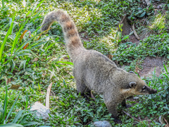 Nasua nasua