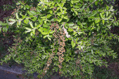 Spiraea prunifolia pseudoprunifolia