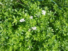 Galium odoratum