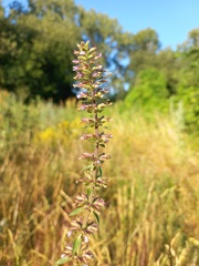 Dracocephalum thymiflorum