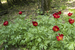 Paeonia peregrina