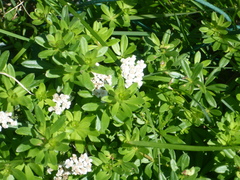 Galium odoratum