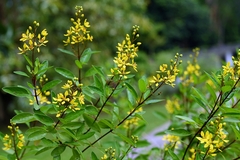 Galphimia glauca