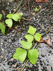 Pueraria montana