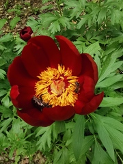 Paeonia peregrina