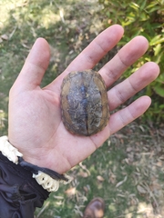 Mauremys reevesii