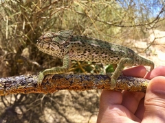 Chamaeleo chamaeleon chamaeleon