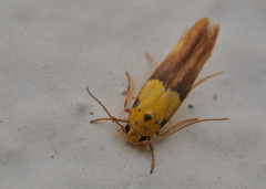 Stathmopoda