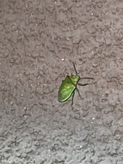 Chlorochroa uhleri