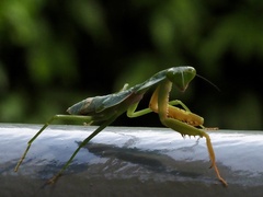 Rhombodera