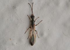 Tetraponera