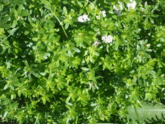 Galium odoratum