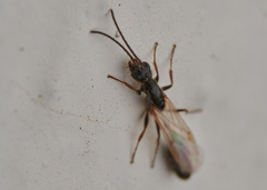 Tetraponera