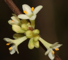 Pimelea axiflora axiflora