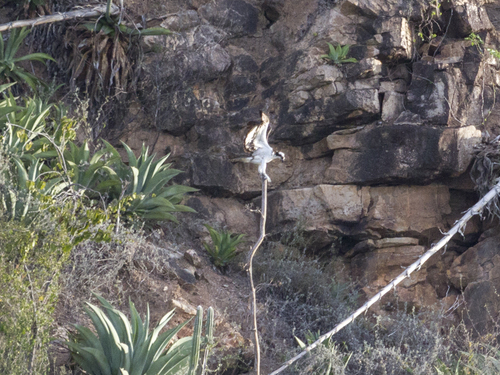 Osprey
