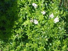 Galium odoratum