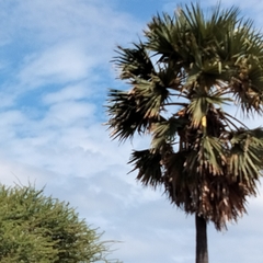 Borassus flabellifer