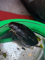 Dytiscus dimidiatus