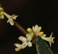Pimelea axiflora axiflora