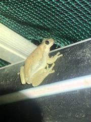 Litoria rubella