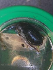 Dytiscus dimidiatus