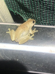 Litoria rubella