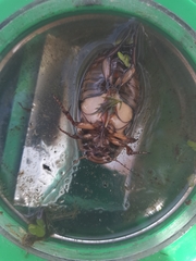 Dytiscus dimidiatus