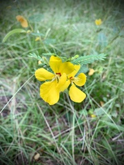 Chamaecrista fasciculata
