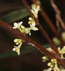 Pimelea axiflora axiflora