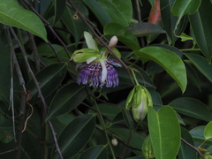 Passiflora laurifolia