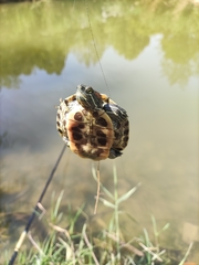 Trachemys scripta elegans