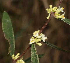 Pimelea axiflora axiflora