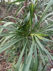 Cordyline stricta