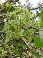 Peucedanum palustre