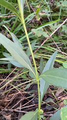 Helianthus pauciflorus