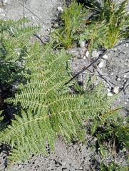 Pteridium