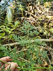 Peucedanum palustre