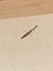 Statilia maculata maculata