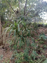 Cordyline stricta